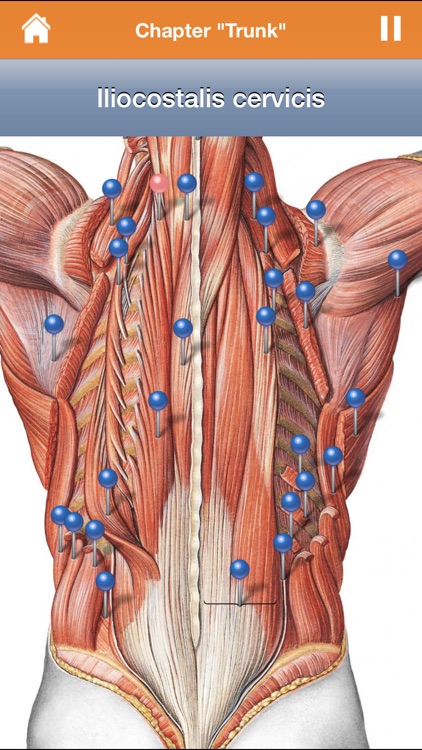 Sobotta Anatomy Atlas Free