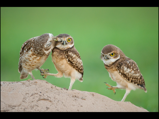 Screenshot #5 pour Album The Golden Tortoise 5