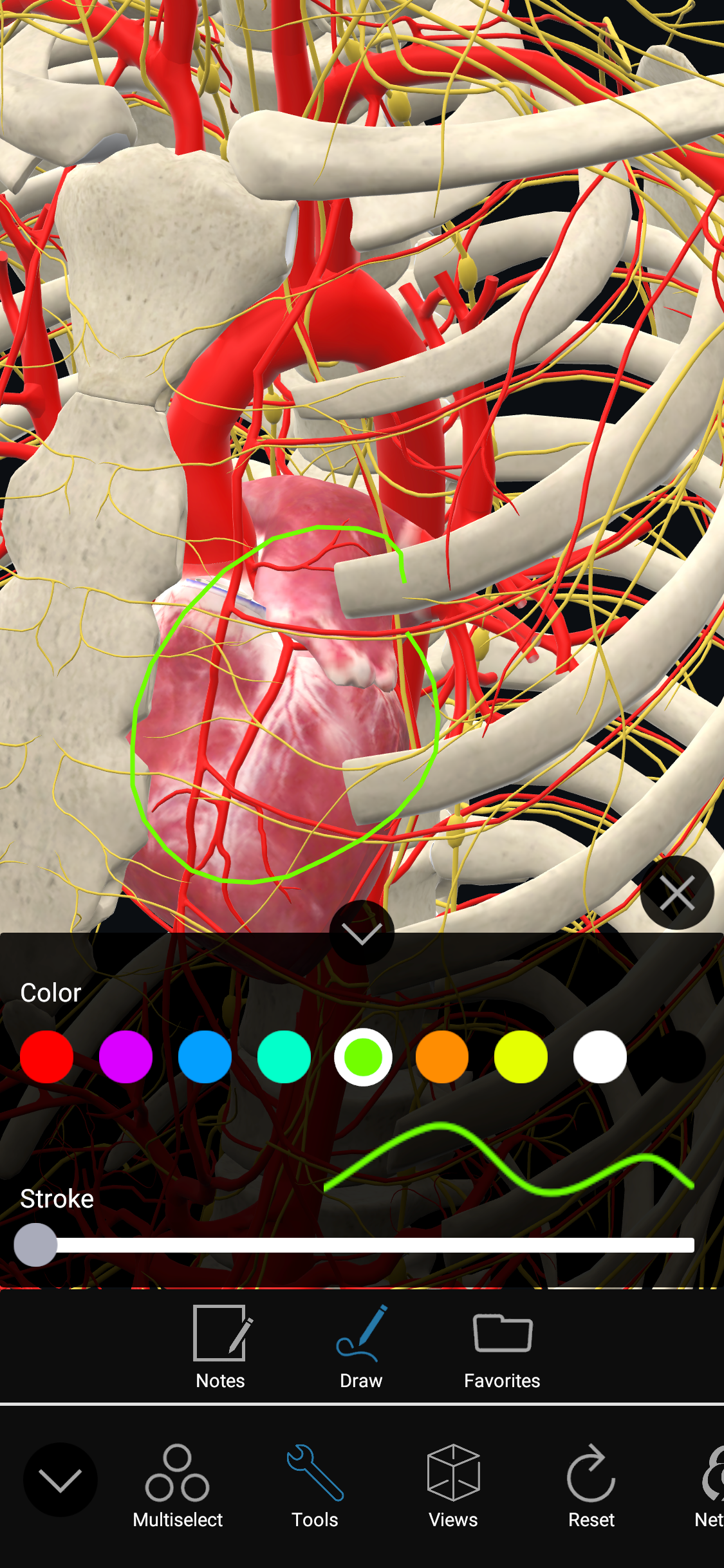 3D Organon