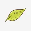 Leaf doodle creation App Support