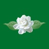 JASMINEジャスミン　タイ古式マッサージリラクゼーション icon