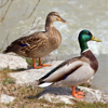 Bird Decoys - European Birds - Ecosystema