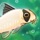 Pondlife — Relaxing Fish Game