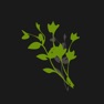 Get Gardener | PLANT for iOS, iPhone, iPad Aso Report