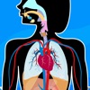 Anatomix - Human Body Systems - iPadアプリ