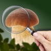 Mushroom Identifier: Fungi ID