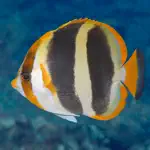 Lord Howe Fish ID App Contact