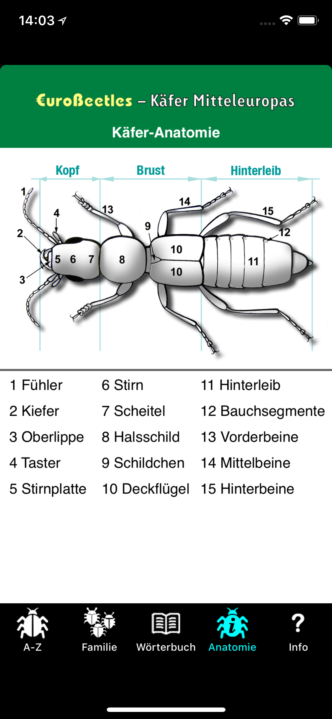 EuroBeetles screenshot 8