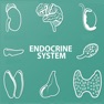 Get Endocrine System Quizzes for iOS, iPhone, iPad Aso Report