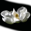 Mississippi Wildflowers icon