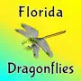 Florida Dragonflies