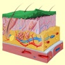 Get Integumentary System Trivia for iOS, iPhone, iPad Aso Report