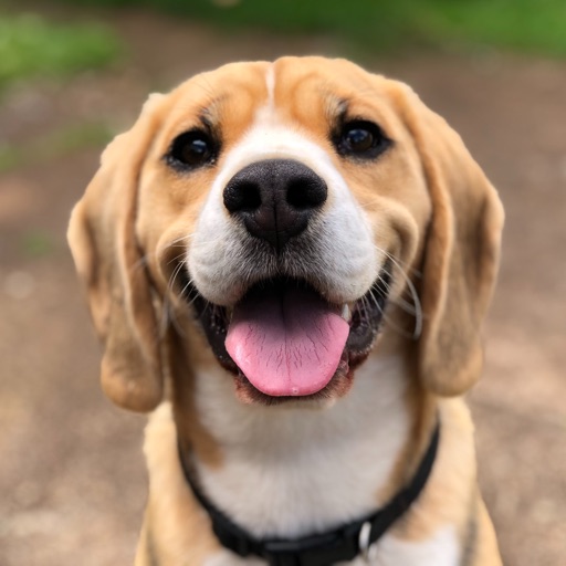 Animal Sounds: Learn & Explore
