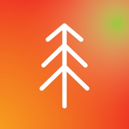Ficus social