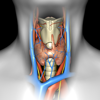 Thyroid Navigator - Kuma Hospital
