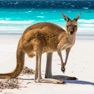 Get Australia’s Best: Travel Guide for iOS, iPhone, iPad Aso Report