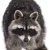 Coon Hunter Diaries contact information