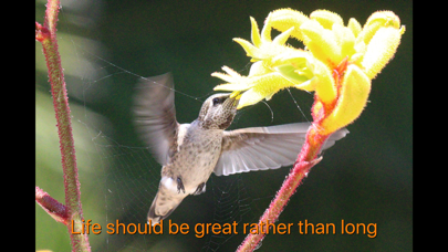 Hummingbird Moments screenshot 4