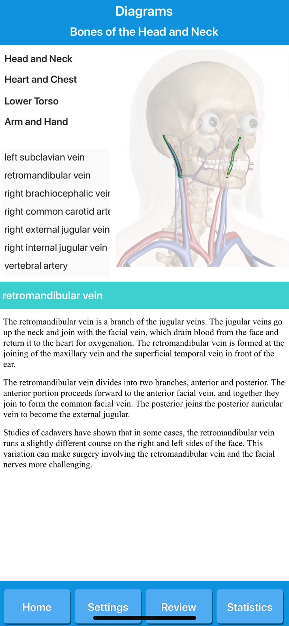 Circulatory System Anatomy