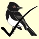 Birdathon app icon - Education app for iPhone