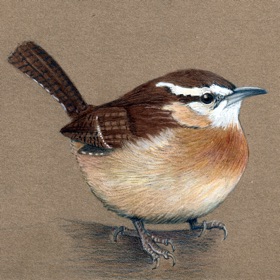 eBird Alert!