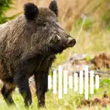 Hunting Calls: Hog, Pig & Boar - App-Symbol
