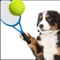 Welcome to Dog Tennis