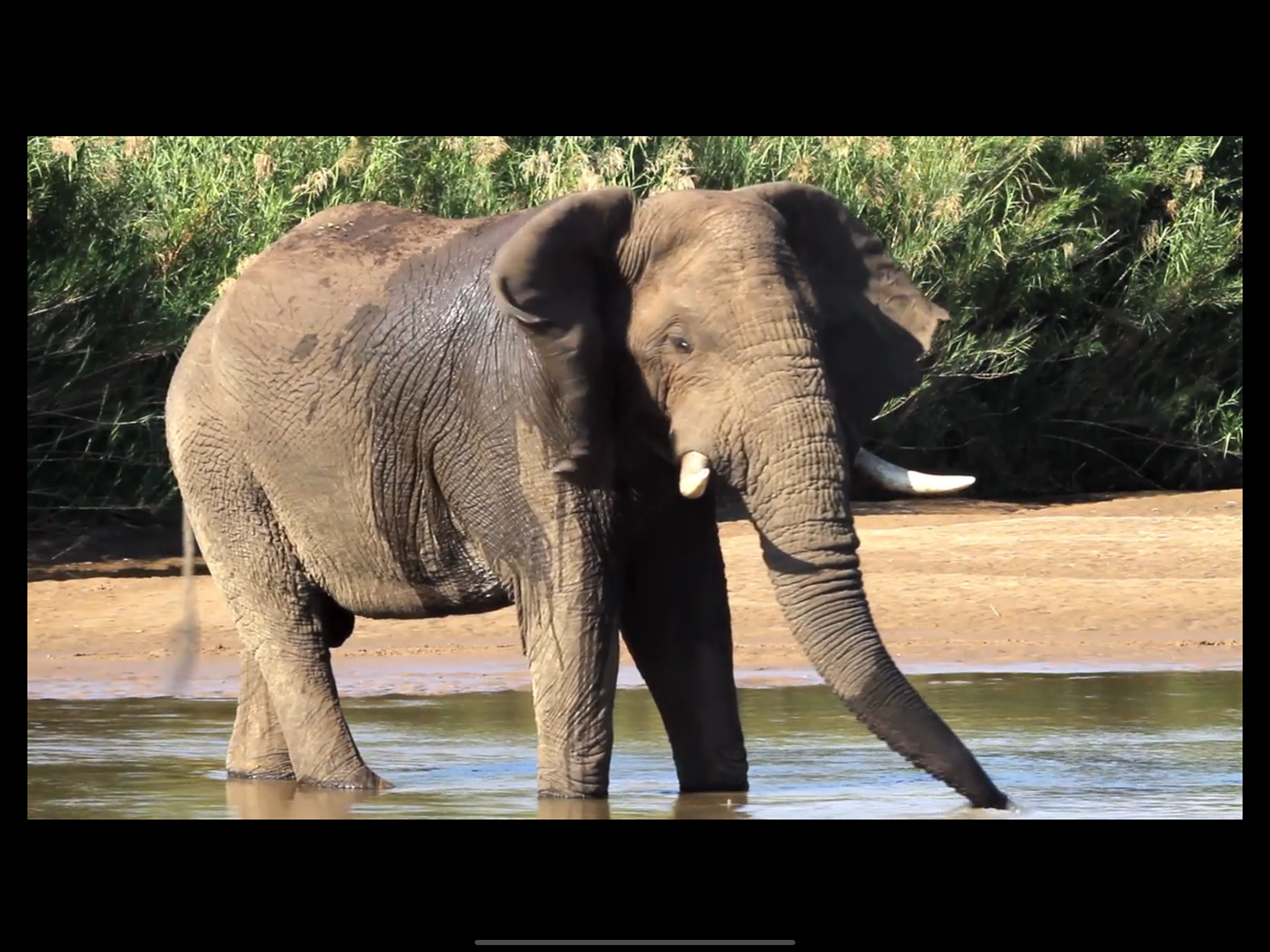 Video Touch: Wild Animals screenshot 6