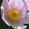 South Dakota Wildflower icon