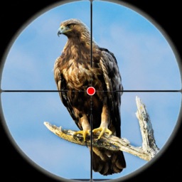 Bird Hunting sniper games 3d
