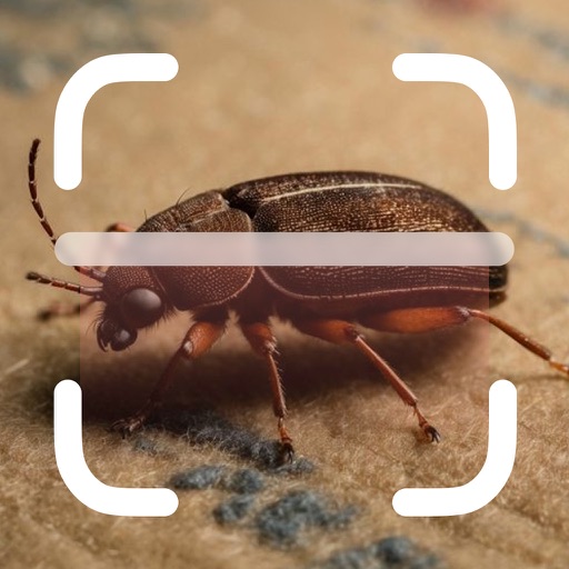 Bug Identifier: Scanner Insect