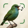 Bird Call Identification App icon