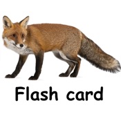 Flashcard English for beginner