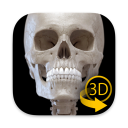 Squelette Anatomie 3D