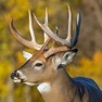 Get Whitetail Deer Calls Offline for iOS, iPhone, iPad Aso Report