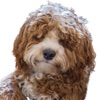 Labradoodle Stickers icon