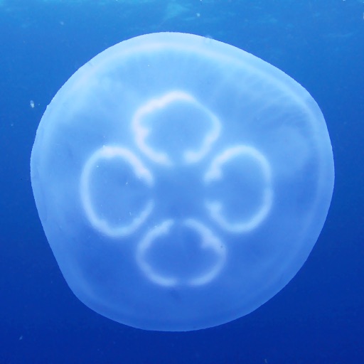 Jellyfish Immersive app icon