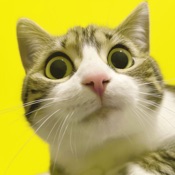 NameThatCat - AI Cat Names