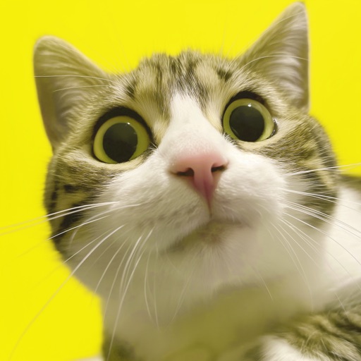 NameThatCat - AI Cat Names