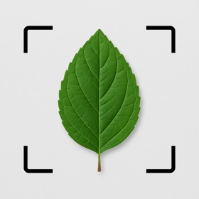 Leaf Identifier: AI Scanner