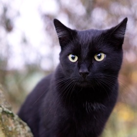 ScreenTimeCat - Solid