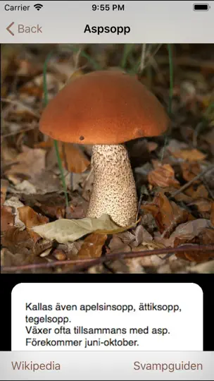 Svamparna iPhone-skjermbilde 3