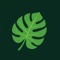 Conoce, cuida y ama tus plantas con la ayuda de PlantIA – tu asistente inteligente botánico