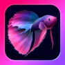 Get Bettarium - Betta Fish Tank for iOS, iPhone, iPad Aso Report