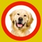 Man best friends and much more: many high-definition pictures, tour on set about puppies, sounds, recognition quizzes and puzzles in different difficulty levels