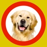 Get Dog Show 360x for iOS, iPhone, iPad Aso Report