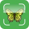 Get Butterfly Identifier for iOS, iPhone, iPad Aso Report