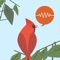 ChirpOMatic - BirdSong USA