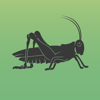 Cricket Sounds - Arsosa Network Inc.