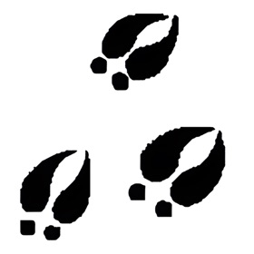 螢幕擷取畫面 (3) Norwegian Safari